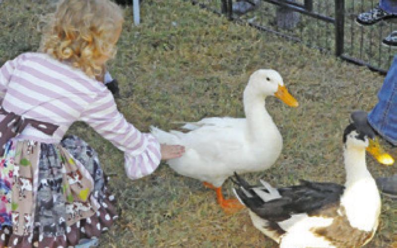 CHILDREN ENJOYED PETTING the ducks at Saturday’s petting zoo during the “Downtown Somerville Celebration.” Tribune photo by Denise Squier