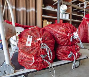 TEXAS CRAWFISH production remains steady, and consumers can expect an average season amid ongoing demand. Photo courtesy of Courtney Sacco/ Texas A&amp;M AgriLife