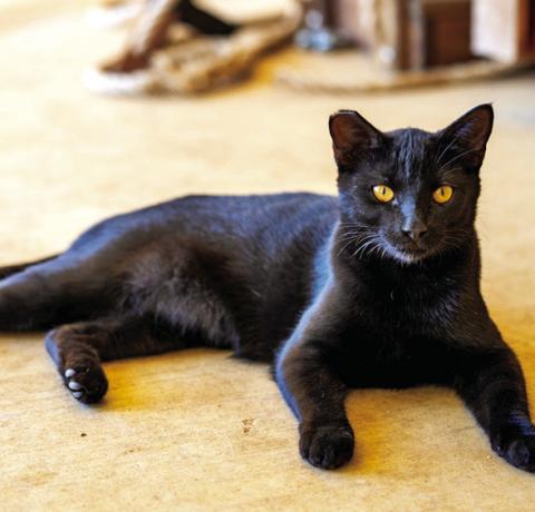 CATS SPENDING MORE TIME indoors during the winter can increase toxoplasmosis threat to humans. Photo courtesy of Michael Miller/Texas A&amp;M AgriLife