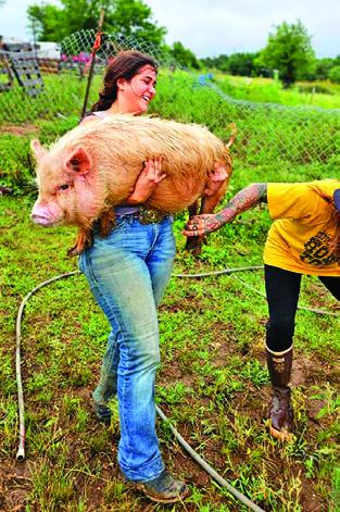 HORSES WERE NOT THE ONLY animals evacuated. Here, Caldwell resident Sabine Lazo helps transport a pig from flood-affected areas. Photo courtesy of Ash Turner