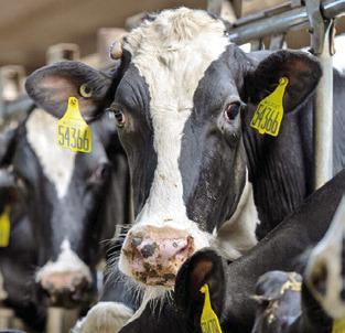 THE DAIRY industry is offsetting lower milk prices with higher calf prices. Photo courtesy of Michael Miller/ Texas A&amp;M AgriLife