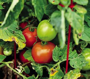 ANY TOMATO THAT has reached the breaker stage is considered vine ripened and can be picked. -- Laura McKenzie/Texas A&amp;M AgriLife