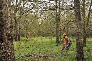 INFORMATION FROM available population surveys and precipitation trends across much of the state indicate hunters can anticipate an average-togood fall hunting season across key game species. Photo courtesy of Courtney Sacco/ Texas A&amp;M AgriLife