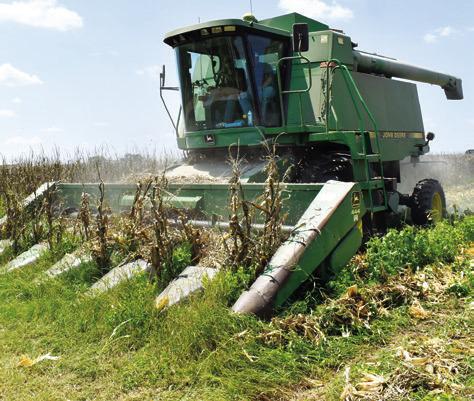 DENNIS HOMEYER HARVESTS THIS corn off State Highway 21 East near Caldwell. Corn farmers are now well underway with this year’s harvest. Farmers say growing conditions were good, and the crop looks healthy.
