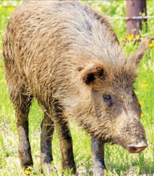 City experiencing yards damaged from wild pigs