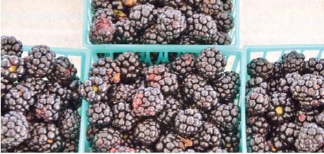 Blackberries, blueberries, other fruits contribute to agriculture
