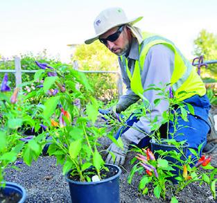 A PERSON lays out potted plants in preparation for planting. Also referred to as the “green industry,” the ornamental horticulture industry in Texas encompasses diverse sectors ranging from farm and garden equipment wholesalers and landscaping services to turfgrass and nursery/greenhouse production. Photo courtesy of Michael Miller/ Texas A&amp;M AgriLife