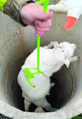 A GOAT IS rescued by Caldwell volunteer firefighters from a well last Friday in Chriesman. She was pulled to safety unharmed. See story inside. Photo courtesy of Caldwell VFD