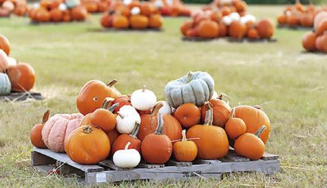 THE TEXAS PUMPKIN crop has a higher quality than last year, thanks to more favorable conditions. Photo courtesy of Laura McKenzie/Texas A&amp;M AgriLife