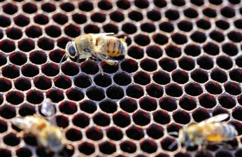 A TEXAS A&amp;M AgriLife Extension Service webinar on Aug. 29 will explore the reasons behind honey bee declines in Texas and around the nation. Photo courtesy of Michael Miller/Texas A&amp;M AgriLife