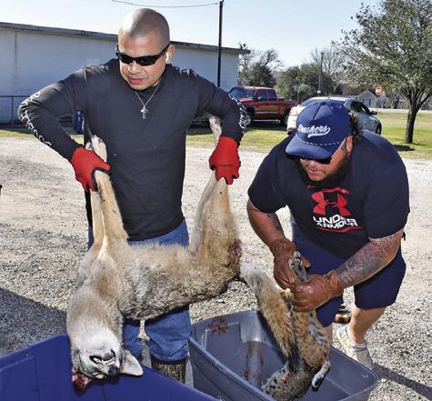 VARMINTS ARE BROUGHT in on Sunday morning for the weigh in at the Deanville Volunteer Fire Department. Tribune photo by Roy Sanders