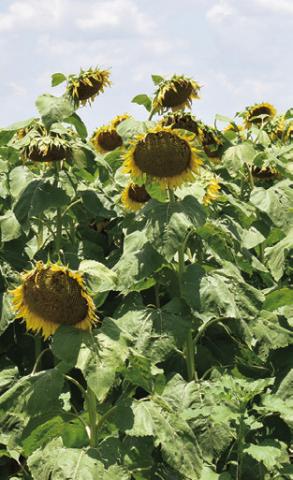THESE SUNFLOWERS grown by the Wilder family are in bloom off F.M. 50 near F.M. 1361. See another photo inside.