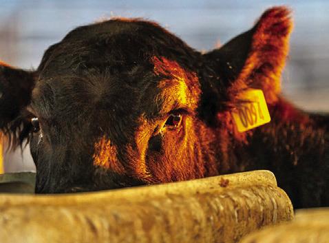 THE TEXAS A&amp;M VETERINARY MEDICAL Diagnostic Laboratory is the only laboratory in Texas authorized to perform testing on any livestock destined for export. Photo courtesy of Michael Miller/Texas A&amp;M AgriLife