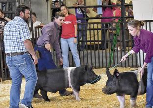 JUDGE CORY RAINES looks over these entries in the swing judging on Friday, Sept. 27, at the Burleson County Fair. Tribune photo by Roy Sanders