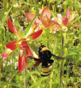 Wild about Wildflowers