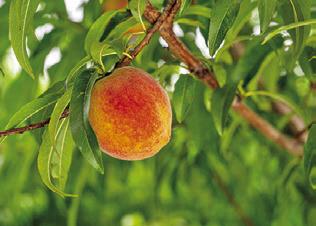 PEACHES AND many other temperate fruits in Texas require cool winter conditions to grow into viable crops. Photo courtesy of Hannah Harrison/ Texas A&amp;M AgriLife