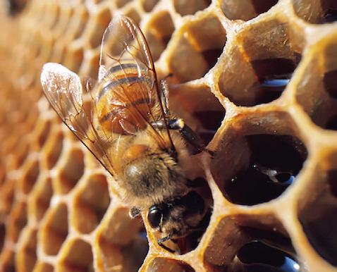 THE 2024 FALL honey harvest is wrapping up and and numbers appear to be rebuilding after a tough 2023 for honeybees. Photo courtesy of Michael Miller/Texas A&amp;M AgriLife