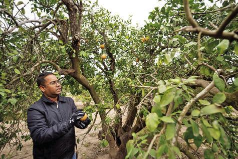 MANDADI INSPECTS A CITRUS tree with citrus greening disease. The tree drops them earlier than normal and eventually becomes weaker and more prone to damage by other diseases and environmental stresses, ultimately resulting in billions of dollars in agricultural losses each year. Photo courtesy of Sam Craft/Texas A&amp;M AgriLife