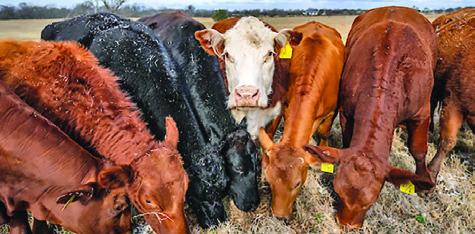 TEXAS A&amp;M AGRILIFE experts anticipate a slower cattle herd rebuild and tighter cattle supplies will continue to ripple from cow-calf operations all the way to grocery stores Photo courtesy of Courtney Sacco/Texas A&amp;M AgriLife