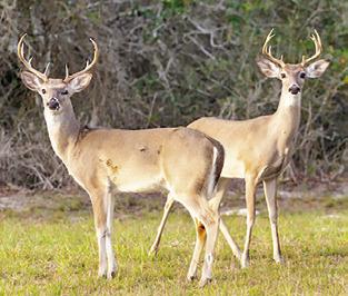 EXPERTS ACROSS the Texas A&amp;M AgriLife Extension Service and other agencies stress the important role of hunters and landowners in monitoring for New World screwworm sightings as the fall hunting season approaches. Photo courtesy of Michael Miller/ Texas A&amp;M AgriLife