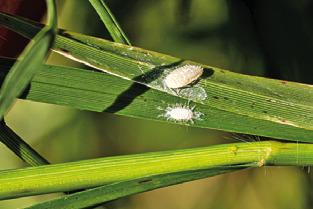 MALE AND FEMALE pasture mealybugs are pictured side by side on blades of grass. Pasture mealybugs are expanding rapidly and damaging pastures in a growing number of Texas counties. The aerial view shows the devastation these insects can create, with the left side Bahia grass stand devastated by the pest next to a newly infested, yet still green pasture. Photo courtesy of Hannah Harrison/ Texas A&amp;M AgriLife