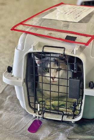 A CAT AWAITS ITS TURN AT the Project SNIP of Burleson County spay/neuter clinic on Monday, April 6. Tribune photo by Sabine Lazo