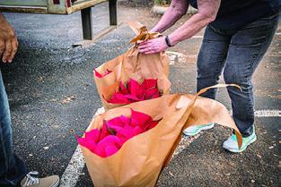 BE CAREFUL getting your poinsettias home because they are a delicate ornamental plant. Photo courtesy of Rudy Ruedas/Texas A&amp;M AgriLife