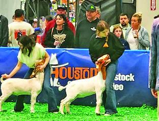 MADISON WOODARD OF SNOOK FFA PARTICIPATED in the Market Goat show at the Houston Livestock Show and Rodeo. Photo courtesy of Snook FFA