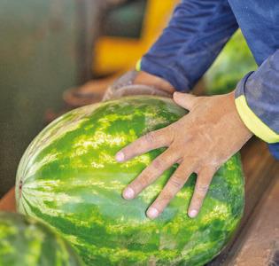 LOCALLY-GROWN WATERMELONS are a favorite for summer eating. -- Michael Miller/Texas A&amp;M AgriLife