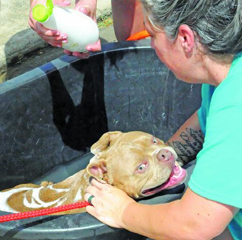 HAVEN ANIMAL RESCUE OF TEXAS (HART) held a dog wash fundraiser on Saturday, June 28, in the Tractor Supply parking lot. Dogs of all breeds and sizes enjoyed being pampered during the event. Tribune photo by Denise Squier