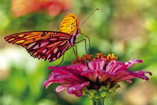PICTURED IS A HOT pink Zinnia flower with an orange butterfly standing on its petal getting nectar from the yellow center. -- Michael Miller/Texas A&amp;M AgriLife