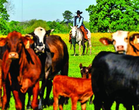 THE TEXAS A&amp;M NATURAL Resources Institute has published the latest report of the Texas Land Trends Program, providing key insight into status and recent changes in land values, ownership size and land use of privately owned agricultural land in Texas. Photo courtesy of Michael Miller/Texas A&amp;M AgriLife
