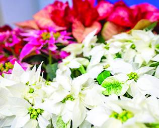 POINSETTIAS ARE a classic holiday decorative ornamental plant. These tips will help you keep your poinsettias looking good throughout the holiday season. Photo courtesy of Rudy Ruedas/Texas A&amp;M AgriLife