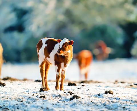 CATTLE PRICES ARE expected to remain strong in 2025 and beyond as the nation’s beef herd remains relatively static compared to last year. Photo courtesy of Sam Craft/Texas A&amp;M AgriLife