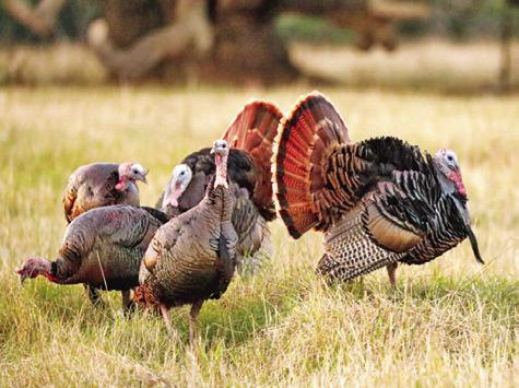 ONCE ON THE BRINK of extirpation, wild turkey in Texas have experienced a comeback thanks to the collaborative efforts of state agencies, non-profits and private landowners. -- Joseph Richards/Richards Outdoor Photography, LLC