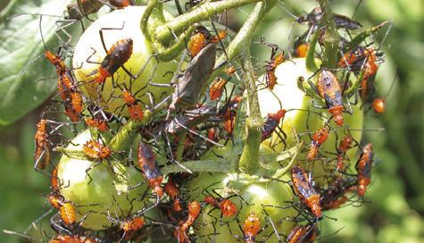 CATCH LEAF-FOOTED BUGS at the nymph stage to reduce damage to fruit and the chance of a larger infestation. Photo courtesy of Herman Auer/Texas Master Gardener