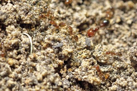 SPRING IS WHEN FIRE ants begin searching for food and when rains cause them to deposit new soil that appears on the surface as a mound. -- Michael Miller/Texas A&amp;M AgriLife