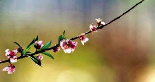 IT FEELS AND LOOKS like spring has arrived for much of the state. Gardeners may want to postpone pruning some plants that are already blooming. -- Laura McKenzie/ Texas A&amp;M AgriLife