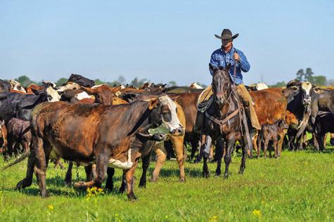 HORSES ARE A KEY part of beef cattle operations across Texas. The Ranch Horse Program will be Aug. 4 in conjunction with the Beef Cattle Short Course Aug. 5-7 in Bryan-College Station. Photo courtesy of Michael Miller/Texas A&amp;M AgriLife)