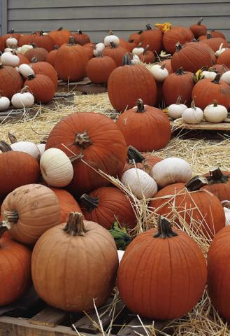 THE PROJECT SNIP OF BURLESON County Pumpkin Patch fundraiser outside of the Harrie P. Woodson Memorial Library is open now through Oct. 31. Tribune photo by Roy Sanders
