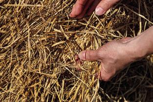 EXPERTS WITH THE Texas A&amp;M AgriLife Extension Service are encouraging producers to document damage and err on the side of caution when dealing with hay exposed to floodwaters or heavy rain. Photo courtesy of Michael Miller/ Texas A&amp;M AgriLife