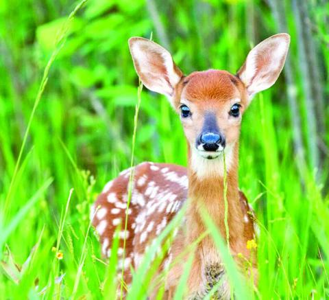 SPRING AND EARLY summer brings an increase in sightings of juvenile wildlife across Texas. While many people fear for the safety of these animals, which are often found alone, an expert with Texas A&amp;M AgriLife Extension Service warns that interfering with wildlife often causes more harm than good.
