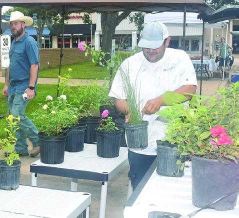 DANIEL GARCIA OF Del Real Nursery looks over these plants on Saturday morning at the Farmers Market in downtown Caldwell.