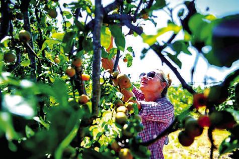 One of the most important aspects of fruit tree maintenance is to allow the tree to progress at its own pace and to avoid overwatering and overtending it. Photo courtesy of Texas A&amp;M AgriLife