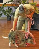 THIS PIG WAS one of several animals on display at last Saturday’s “Daddy Daughter Dance” at the Caldwell Civic Center. This year’s theme was “We’re Going on a Safari.”