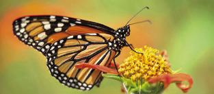 WHILE MONARCH BUTTERFLIES rely on milkweed as a host plant for eggs and caterpillars, a variety of nectar-producing plants are needed to fuel their fall migration. Photo courtesy of Laura McKenzie/ Texas A&amp;M AgriLife