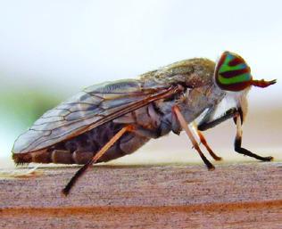 FEMALE HORSEFLIES CAN be stubborn, aggressive blood feeders. Reports of the pest have not been high so far, but they are expected to increase in areas that received heavy rains over recent weeks. Photo courtesy of Bart Drees/ Texas A&amp;M AgriLife