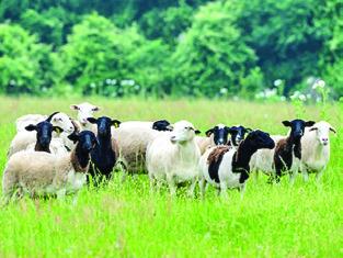 PICTURED ARE Sheep in a grassy field. The sheep and goat market has experienced typical seasonal supply and demand forces that are driving prices higher. Photo courtesy of Michael Miller and Courtney Sacco/Texas A&amp;M AgriLife