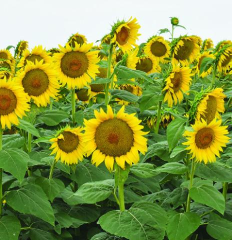 THESE SUNFLOWERS ARE in bloom at Jay Wilder’s field off F.M. 166 off F.M. 50.