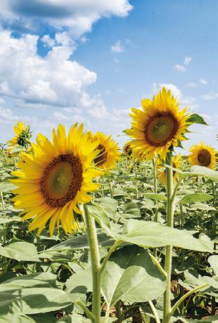 THESE SUNFLOWERS grown by the Wilder family are blooming along F.M. 166 near F.M. 50 in the Brazos River Bottom.